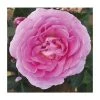 Special Mum | Floribunda Rose -Bare Root Sales Shop PL925116 main image ef36