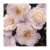 Your Wedding Day | Floribunda Rose 1 Your Wedding Day | Floribunda Rose -Bare Root Sales Shop PL925121 main image a2b4