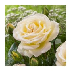At Peace | Hybrid Tea Rose