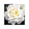 Fab at 30 | Floribunda Rose -Bare Root Sales Shop PL925140 main image d39b