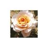Fab at 50 | Floribunda Rose -Bare Root Sales Shop PL925142 main image 4b45