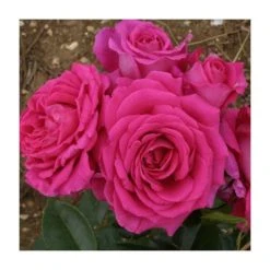 Fab at 70 | Floribunda Rose
