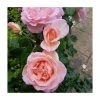 Sweet Syrie | Climbing Rose -Bare Root Sales Shop PL925345 main image f602