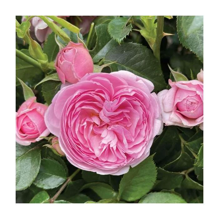 The Queen Elizabeth II Rose | Bare Root 4 The Queen Elizabeth II Rose | Bare Root - Image 2