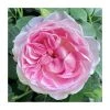 The Queen Elizabeth II Rose | Bare Root 2 The Queen Elizabeth II Rose | Bare Root -Bare Root Sales Shop PL925366BR main image 3bed