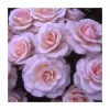 The Congratulations Rose | Bare Root -Bare Root Sales Shop PL925413 main image b353