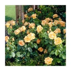 Bare Root Sales Shop -Bare Root Sales Shop PL925444 add image 1 9f0b