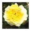 'The Sun and Heart' Rose | Bare Root 2 'The Sun and Heart' Rose | Bare Root -Bare Root Sales Shop PL925476 main image 9d95
