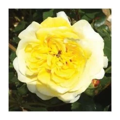 'The Sun and Heart' Rose | Bare Root