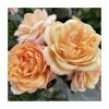 'Susie' Climbing Rose | Bare Root -Bare Root Sales Shop PL925492 main image 1790