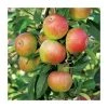 4-5ft Malus 'Ellison's Orange' | Apple Tree -Bare Root Sales Shop TR0011 main image b793