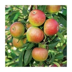 4-5ft Malus 'Ellison's Orange' | Apple Tree