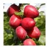 5ft 'Mirabelle 'Ruby' Plum Tree | SJA Semi Vigorous Rootstock | Bare Root | By Frank P Matthews™ -Bare Root Sales Shop TR00981 main image 9b96
