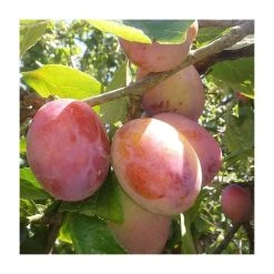 5ft 'Victoria' Plum Tree | Wavit Semi Vigorous Rootstock | Bare Root | By Frank P Matthews™ 9 5ft 'Victoria' Plum Tree | Wavit Semi Vigorous Rootstock | Bare Root | By Frank P Matthews™ -Bare Root Sales Shop TR01021 add image 2 356f