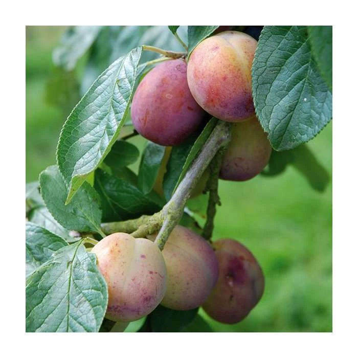 5ft 'Victoria' Plum Tree | Wavit Semi Vigorous Rootstock | Bare Root | By Frank P Matthews™ 4 5ft 'Victoria' Plum Tree | Wavit Semi Vigorous Rootstock | Bare Root | By Frank P Matthews™ - Image 2