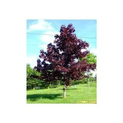 Acer platanoides 'Crimson King' | Norway Maple Tree -Bare Root Sales Shop TR0130 add image 1 1726