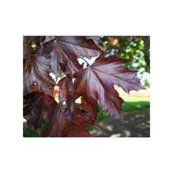 Acer platanoides 'Crimson King' | Norway Maple Tree -Bare Root Sales Shop TR0130 add image 2 0252