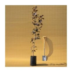 Acer platanoides 'Crimson King' | Norway Maple Tree -Bare Root Sales Shop TR0130 add image 4 a1c8