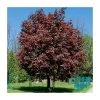 Acer platanoides 'Crimson King' | Norway Maple Tree -Bare Root Sales Shop TR0130 main image 2205