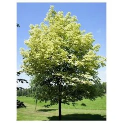 Acer platanoides 'Drummondii' |Norway Maple Tree -Bare Root Sales Shop TR0131 add image 1 77c9