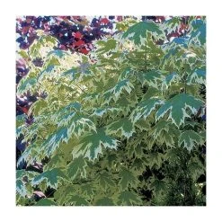 Acer platanoides 'Drummondii' |Norway Maple Tree -Bare Root Sales Shop TR0131 add image 3 379a