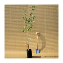 Acer platanoides 'Drummondii' |Norway Maple Tree -Bare Root Sales Shop TR0131 add image 4 1f8b