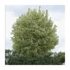 Acer platanoides 'Drummondii' |Norway Maple Tree -Bare Root Sales Shop TR0131 main image 06fa