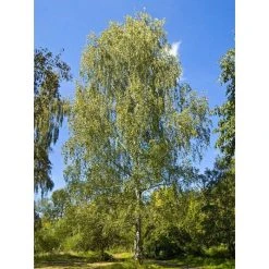 Silver Birch | Betula Pendula 10 Silver Birch | Betula Pendula -Bare Root Sales Shop TR013512L add image 1 57df