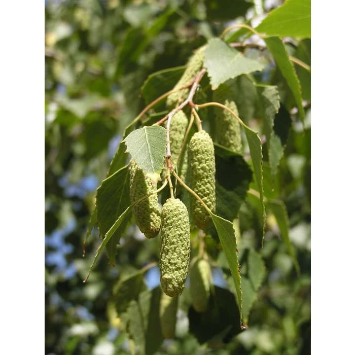 Silver Birch | Betula Pendula 6 Silver Birch | Betula Pendula - Image 4
