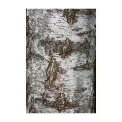 Silver Birch | Betula Pendula 12 Silver Birch | Betula Pendula -Bare Root Sales Shop TR013512L add image 3 942a