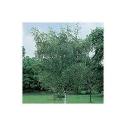 Silver Birch | Betula Pendula 13 Silver Birch | Betula Pendula -Bare Root Sales Shop TR013512L add image 4 e015