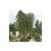 Silver Birch | Betula Pendula -Bare Root Sales Shop TR013512L main image 09a1