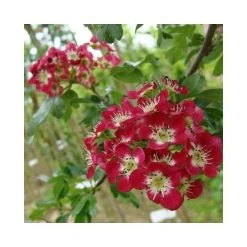 Crataegus laevigata 'Crimson Cloud' | Hawthorn Tree -Bare Root Sales Shop TR01389L add image 1 1b7d