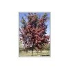 Crataegus laevigata 'Crimson Cloud' | Hawthorn Tree -Bare Root Sales Shop TR01389L main image 30a0