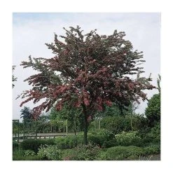 Crataegus laevigata 'Pauls Scarlet' | Hawthorn Tree -Bare Root Sales Shop TR01399L add image 1 15f9