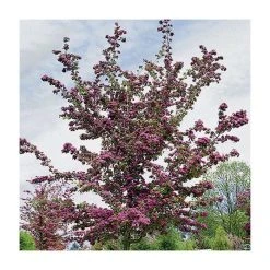 Crataegus laevigata 'Pauls Scarlet' | Hawthorn Tree -Bare Root Sales Shop TR01399L add image 2 2cc8