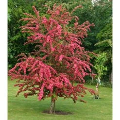 Crataegus laevigata 'Pauls Scarlet' | Hawthorn Tree -Bare Root Sales Shop TR01399L add image 3 bb63