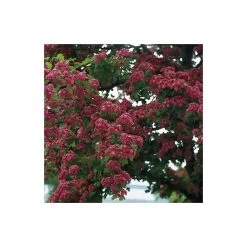 Crataegus laevigata 'Pauls Scarlet' | Hawthorn Tree -Bare Root Sales Shop TR01399L add image 4 c9c2