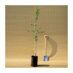 Crataegus laevigata 'Pauls Scarlet' | Hawthorn Tree -Bare Root Sales Shop TR01399L add image 5 7d98