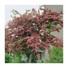 Crataegus laevigata 'Pauls Scarlet' | Hawthorn Tree -Bare Root Sales Shop TR01399L main image 3a55