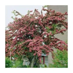 Crataegus laevigata 'Pauls Scarlet' | Hawthorn Tree
