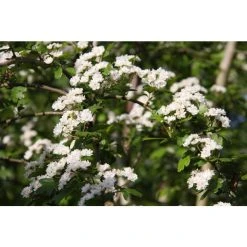 Crataegus laevigata 'Plena' | Hawthorn Tree 11 Crataegus laevigata 'Plena' | Hawthorn Tree -Bare Root Sales Shop TR0140 add image 3 32eb