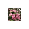 Crataegus laevigata 'Rosea Flore Pleno' | Hawthorn Tree 2 Crataegus laevigata 'Rosea Flore Pleno' | Hawthorn Tree -Bare Root Sales Shop TR0141 main image 3fc4