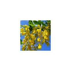 Laburnum x watereri 'Vossii' -Bare Root Sales Shop TR01499L add image 2 ebfb