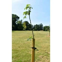 Laburnum x watereri 'Vossii' -Bare Root Sales Shop TR01499L add image 3 bfb9