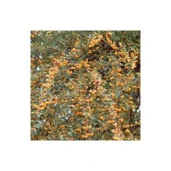 Malus 'Butterball' | Crabapple Tree -Bare Root Sales Shop TR01539L add image 3 3fc9