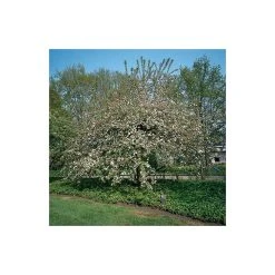 Malus 'Butterball' | Crabapple Tree -Bare Root Sales Shop TR01539L add image 5 9ae0