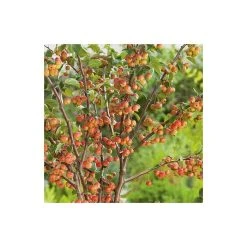 Malus 'Evereste' | Crabapple Tree 10 Malus 'Evereste' | Crabapple Tree -Bare Root Sales Shop TR0154 add image 3 e3ea