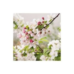 Malus 'Evereste' | Crabapple Tree 11 Malus 'Evereste' | Crabapple Tree -Bare Root Sales Shop TR0154 add image 4 6c6d