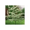Malus 'Evereste' | Crabapple Tree -Bare Root Sales Shop TR0154 main image 8e15